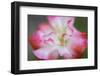 Garden poppy-Anna Miller-Framed Photographic Print