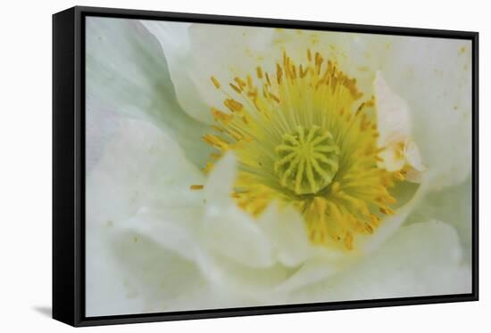 Garden poppy-Anna Miller-Framed Stretched Canvas