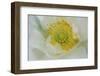 Garden poppy-Anna Miller-Framed Photographic Print