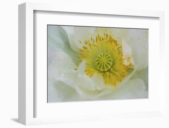 Garden poppy-Anna Miller-Framed Photographic Print