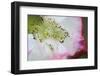 Garden poppy-Anna Miller-Framed Photographic Print