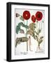 Garden Poppy-Besler Basilius-Framed Giclee Print