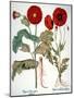 Garden Poppy-Besler Basilius-Mounted Giclee Print