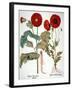 Garden Poppy-Besler Basilius-Framed Giclee Print