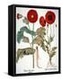 Garden Poppy-Besler Basilius-Framed Stretched Canvas