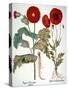 Garden Poppy-Besler Basilius-Stretched Canvas