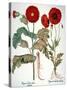 Garden Poppy-Besler Basilius-Stretched Canvas