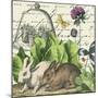 Garden Rabbit II-Wild Apple Portfolio-Mounted Art Print