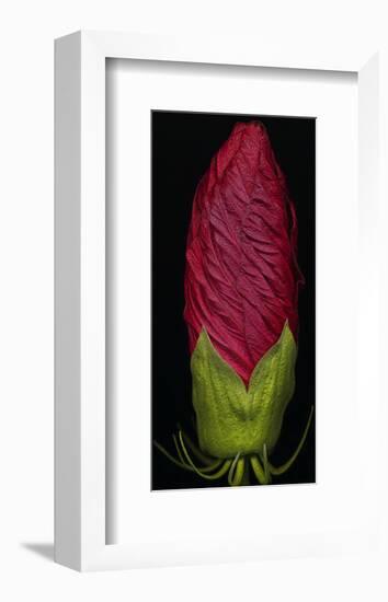 Garden, red Hibiscus-null-Framed Art Print