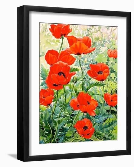 Garden Red Poppies-Christopher Ryland-Framed Giclee Print