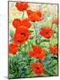 Garden Red Poppies-Christopher Ryland-Mounted Giclee Print