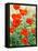 Garden Red Poppies-Christopher Ryland-Framed Stretched Canvas