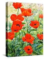 Garden Red Poppies-Christopher Ryland-Stretched Canvas