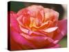 Garden Roses, Clos Des Iles, Le Brusc, Var, Cote d'Azur, France-Per Karlsson-Stretched Canvas