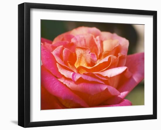 Garden Roses, Clos Des Iles, Le Brusc, Var, Cote d'Azur, France-Per Karlsson-Framed Photographic Print