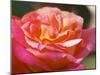 Garden Roses, Clos Des Iles, Le Brusc, Var, Cote d'Azur, France-Per Karlsson-Mounted Photographic Print