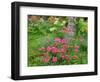 Garden Scene in New Brunswick, Canada-Ellen Anon-Framed Photographic Print