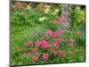 Garden Scene in New Brunswick, Canada-Ellen Anon-Mounted Photographic Print