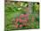 Garden Scene in New Brunswick, Canada-Ellen Anon-Mounted Photographic Print