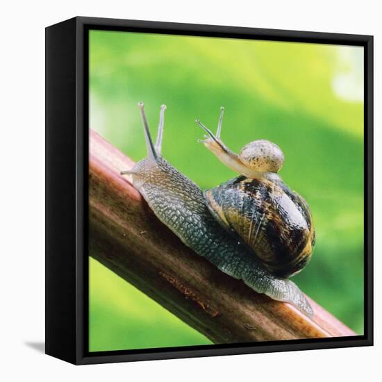 Garden Snail Adult with Baby on its Back-null-Framed Stretched Canvas