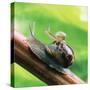 Garden Snail Adult with Baby on its Back-null-Stretched Canvas