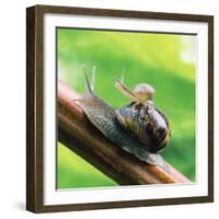 Garden Snail Adult with Baby on its Back-null-Framed Photographic Print