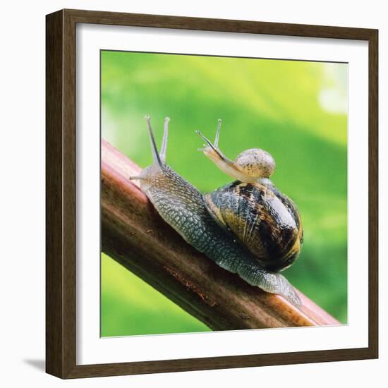 Garden Snail Adult with Baby on its Back-null-Framed Photographic Print