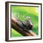 Garden Snail Adult with Baby on its Back-null-Framed Photographic Print