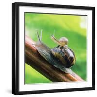 Garden Snail Adult with Baby on its Back-null-Framed Photographic Print