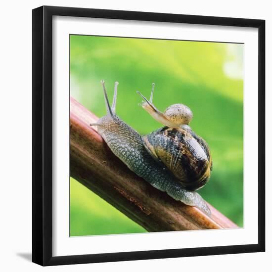 Garden Snail Adult with Baby on its Back-null-Framed Photographic Print