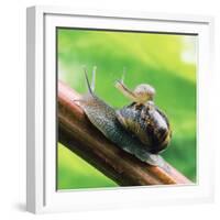 Garden Snail Adult with Baby on its Back-null-Framed Photographic Print