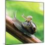Garden Snail Adult with Baby on its Back-null-Mounted Photographic Print