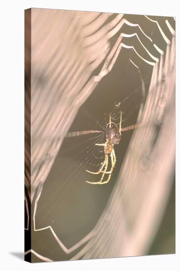 Garden Spider in Dew Covered Web at Sunrise-null-Stretched Canvas