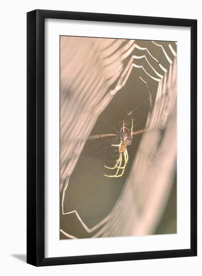 Garden Spider in Dew Covered Web at Sunrise-null-Framed Photographic Print