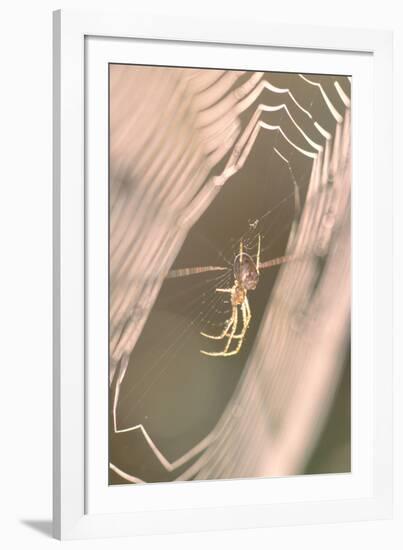 Garden Spider in Dew Covered Web at Sunrise-null-Framed Photographic Print