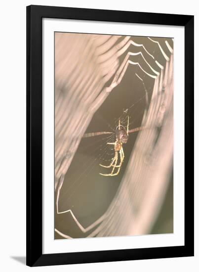 Garden Spider in Dew Covered Web at Sunrise-null-Framed Photographic Print