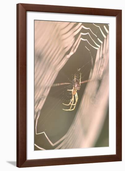 Garden Spider in Dew Covered Web at Sunrise-null-Framed Photographic Print