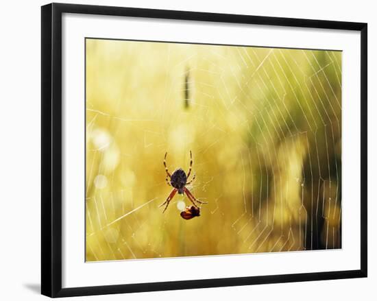 Garden Spider with Prey in Web-null-Framed Photographic Print