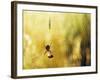 Garden Spider with Prey in Web-null-Framed Photographic Print