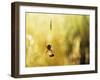 Garden Spider with Prey in Web-null-Framed Photographic Print