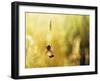 Garden Spider with Prey in Web-null-Framed Photographic Print
