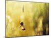 Garden Spider with Prey in Web-null-Mounted Photographic Print