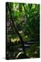 Garden Stairs II-Brian Moore-Stretched Canvas