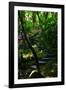 Garden Stairs II-Brian Moore-Framed Photographic Print