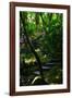 Garden Stairs II-Brian Moore-Framed Photographic Print