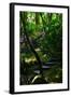 Garden Stairs II-Brian Moore-Framed Photographic Print