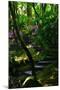 Garden Stairs II-Brian Moore-Mounted Photographic Print