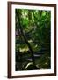 Garden Stairs II-Brian Moore-Framed Photographic Print