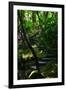 Garden Stairs II-Brian Moore-Framed Photographic Print