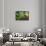 Garden State Dream Garden-George Oze-Framed Stretched Canvas displayed on a wall